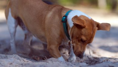20 Tips to Stop Your Dog From Digging Under Fence