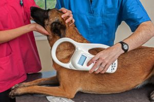 Stop Dog Nail Bleeding at Home- Symptoms , Causes & Cure