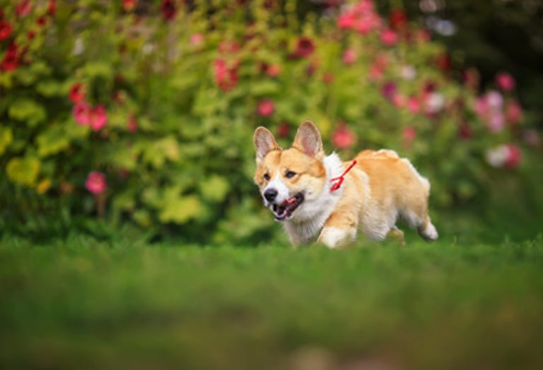 How to Make a Dog Throw Up Very Fast