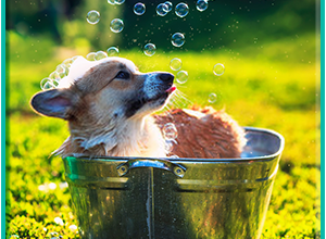 Top 10 Best Smelling Dog shampoo Reviews