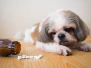 Dogs-Pain Medication