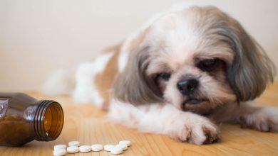 Dogs-Pain Medication