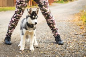 How to Teach a Dog to Attack on Command?