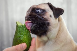 Can Dogs Eat Avocado? Side effects , Benefits Discussed