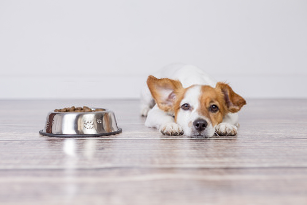 How long can dog go without eating?