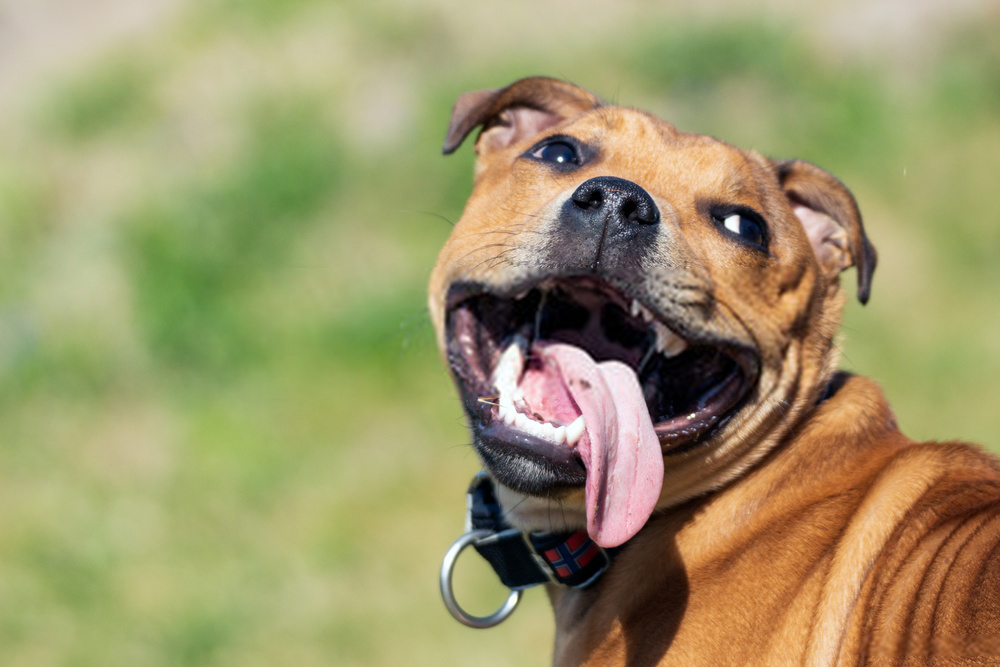 Why is my dog panting and restless?