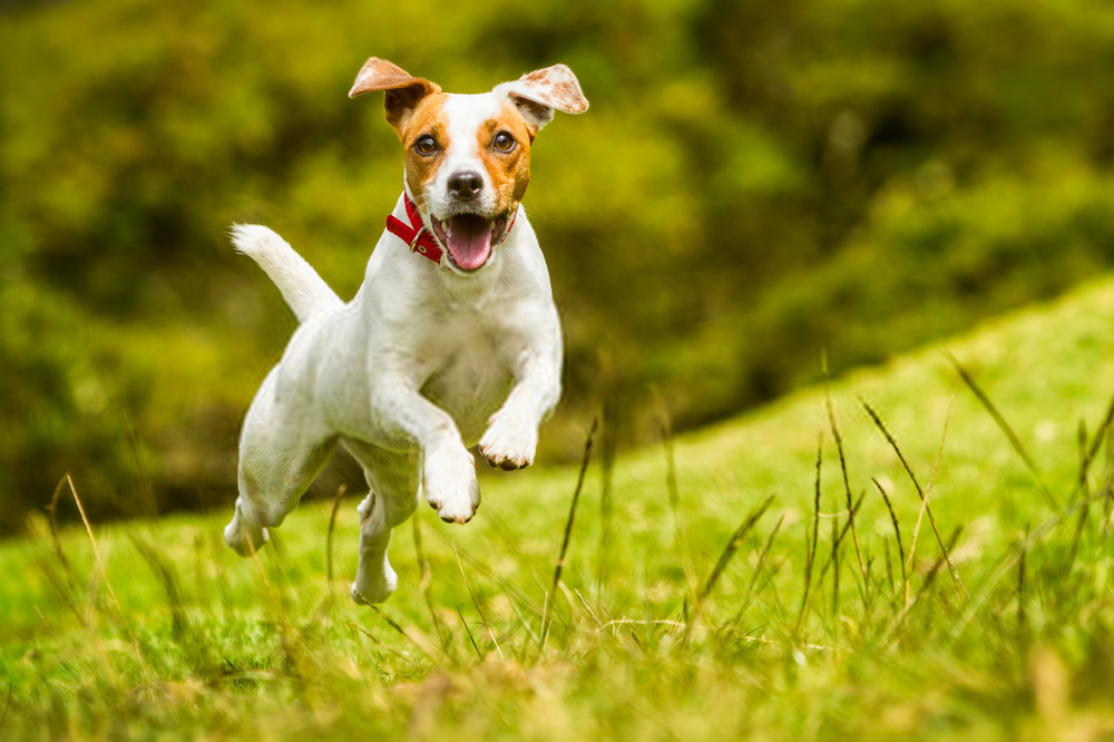 How fast a dog can run?