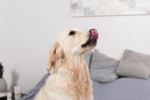 Why Does My Dog Lick My Bed?