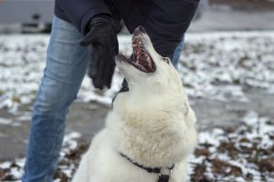 Why Does My Husky Growl At Me?