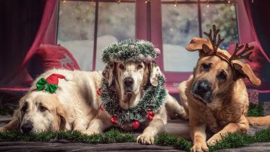 Dogs and Christmas Meals