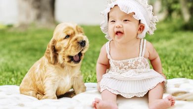 How to Introduce Your Dog to a Baby