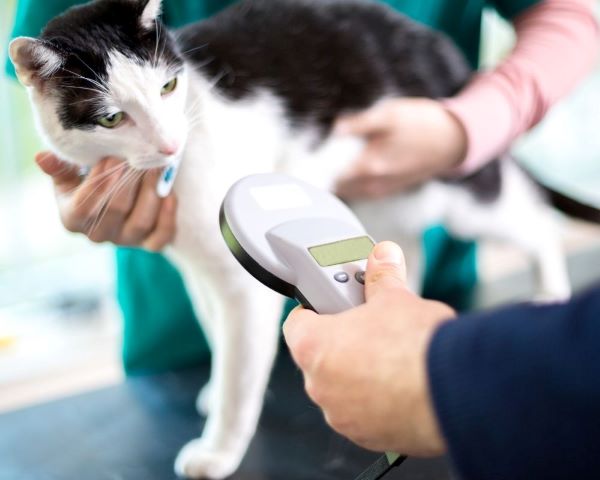 benefits of microchipping your pet