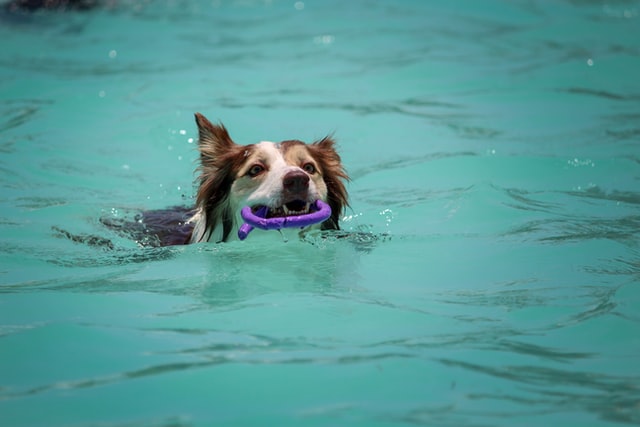 dog swimming at a canine resort
