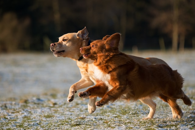 dogs playing together at an american pet resort