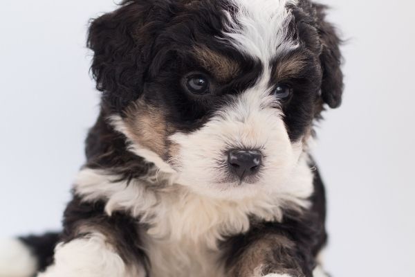 I found bernedoodle puppies near me