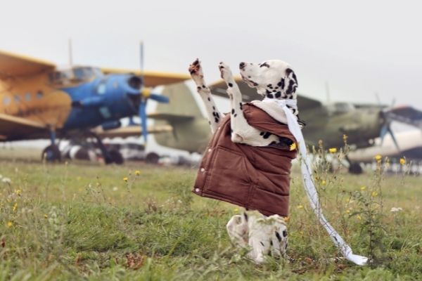 small aircraft can be a good dog taxi