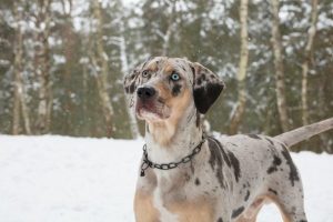 Catahoula Leopard Dog with diffrent color eyes in the snow