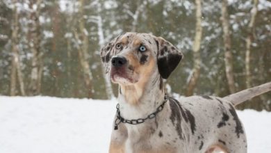 Catahoula Leopard Dog with diffrent color eyes in the snow