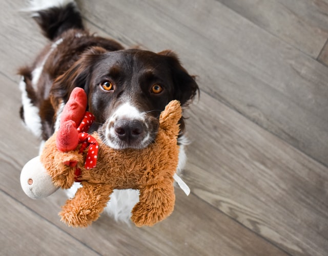 Dog play time with owners is important for their health