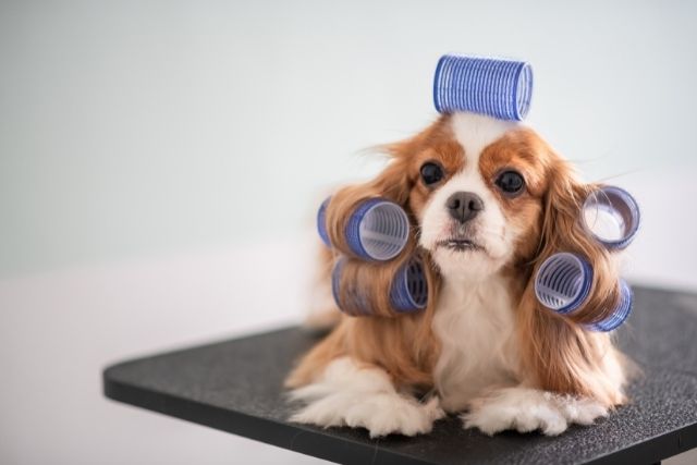 Grooming tips for small dogs with long hair