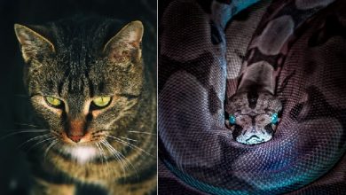 Cats and snakes are both pray animals that don't like each other