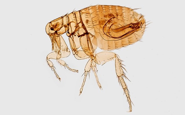 This is what the CDC thinks a flea looks like under the microscope
