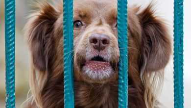 Pet gates are vital to keep your dog safe at all times