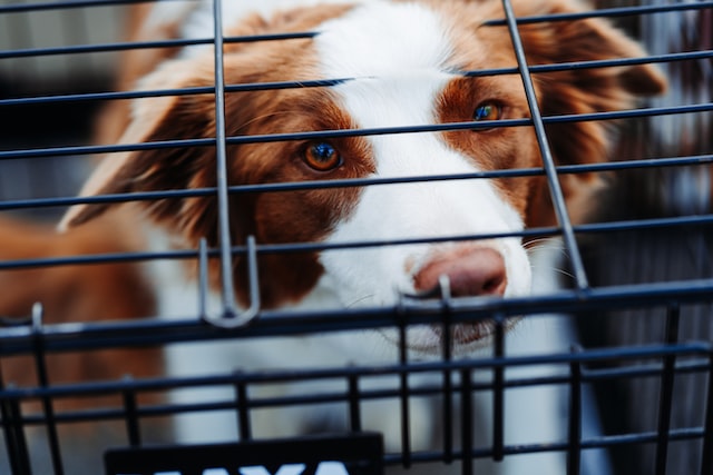 Purchase a dog gate to curtail your pet's mischievous acts around the home