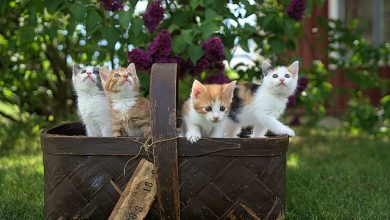 prevent kittens from getting contagious cat diseases